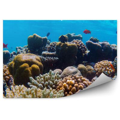 Papier peint Récif Corallien Sous-Marin Poissons Colorés Océan Indien