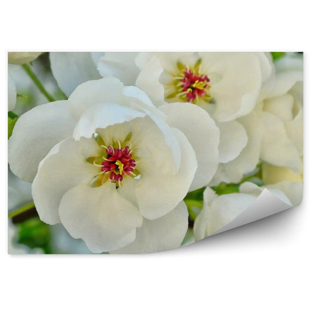 Papier peint Branches de fleurs de pommier blanches