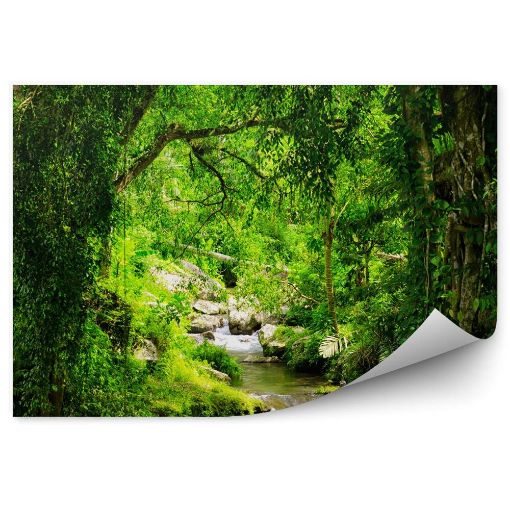 Papier peint Cascade Arbres Forêt Pierres