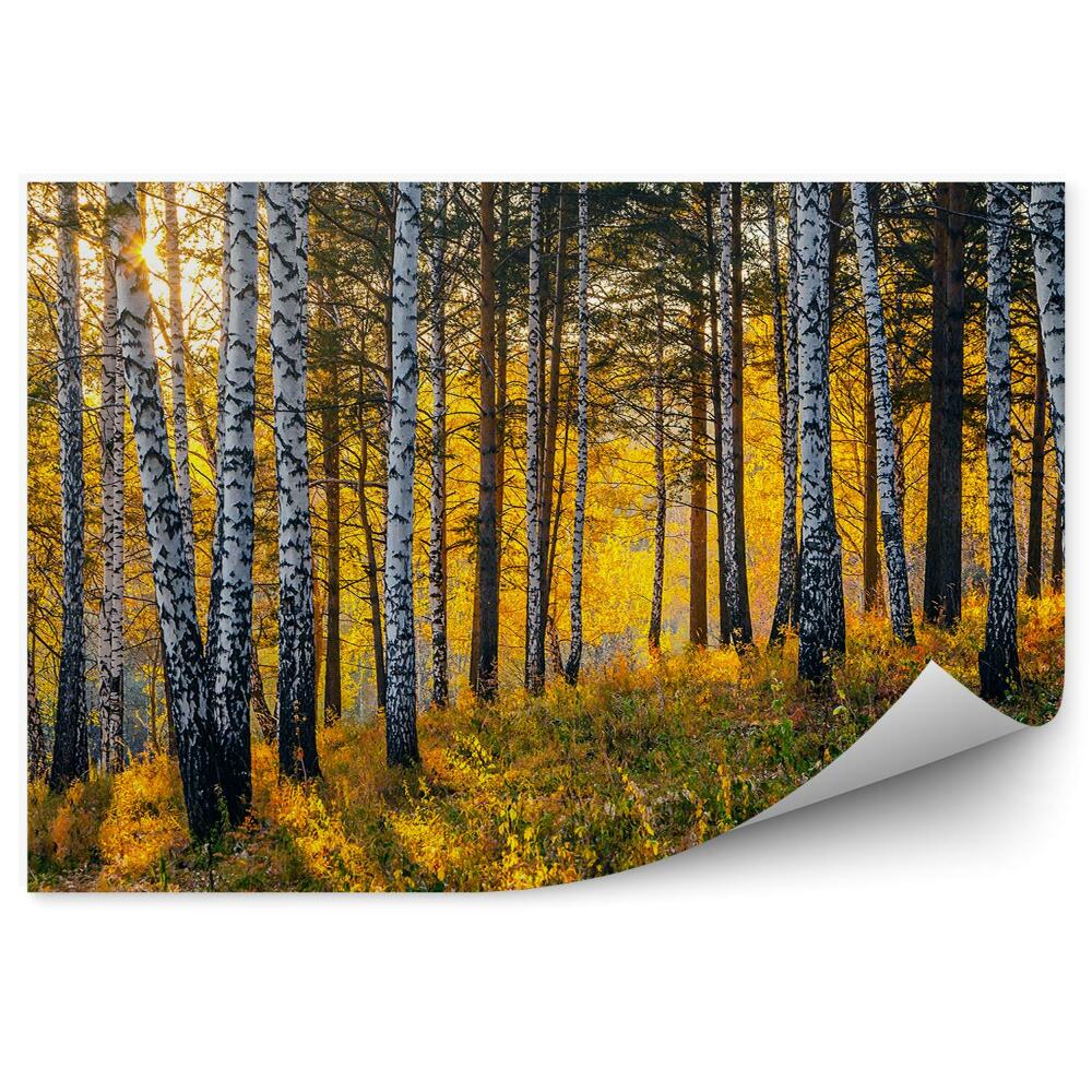 Papier peint Lever De Soleil Dans La Forêt De Pins