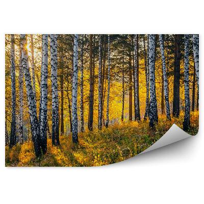 Papier peint Lever De Soleil Dans La Forêt De Pins