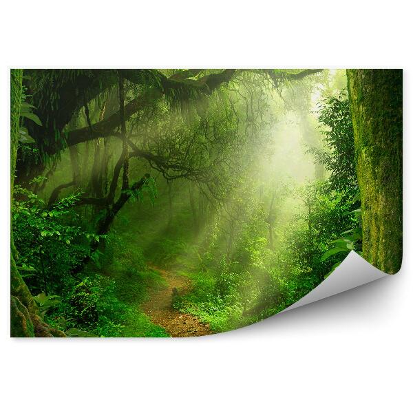 Papier peint Jungle Arbres Chemins Arbustes