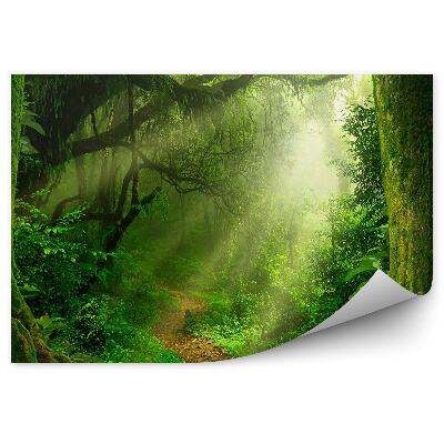 Papier peint Jungle Arbres Chemins Arbustes