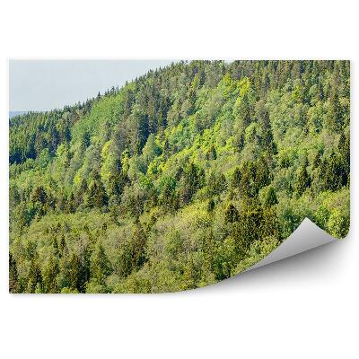 Papier peint Forêt De Conifères Montagnes Ciel Nuages Tatra Coucher De Soleil