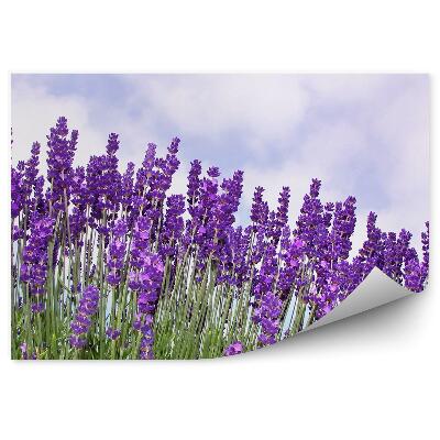 Papier peint Fleurs De Lavande Ciel Nuages