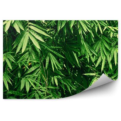 Papier peint Feuilles de bambou denses Plantes vertes
