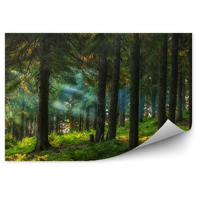 Papier peint Forêt De Conifères Nuages