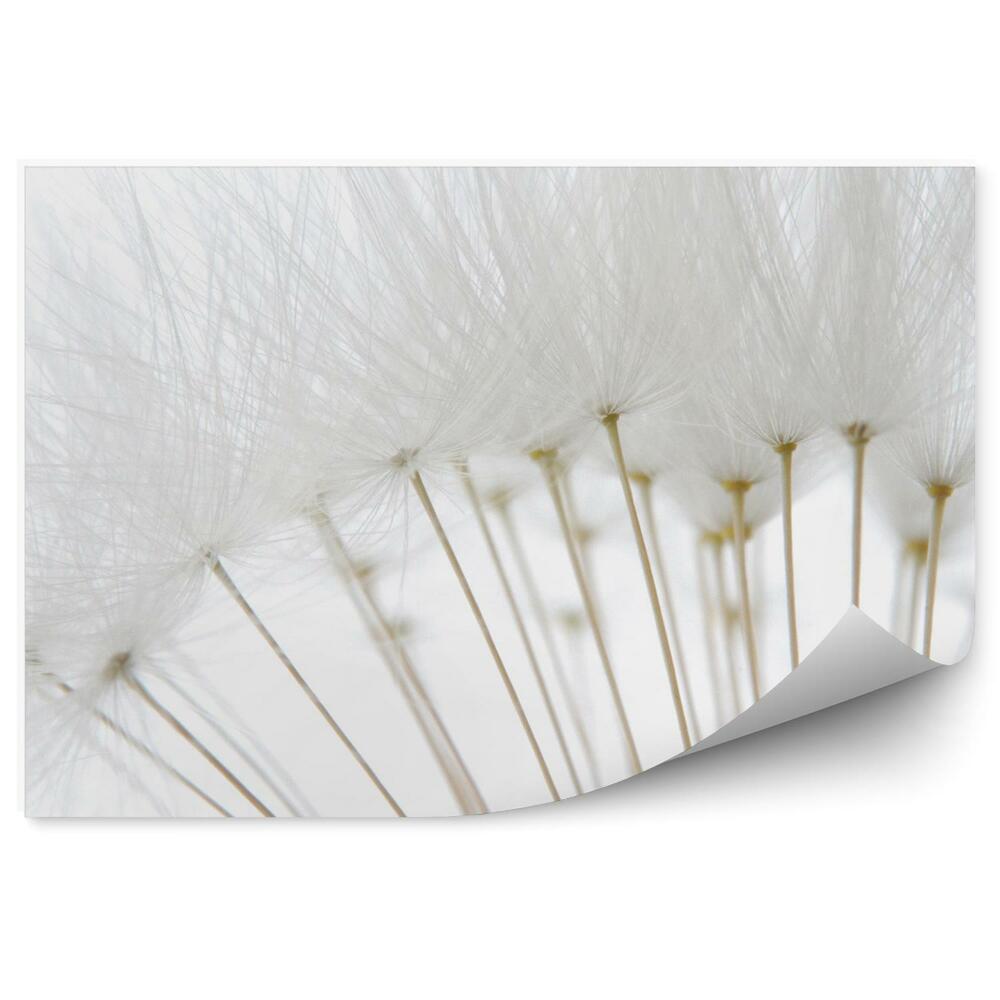 Papier peint Gouttes de rosée