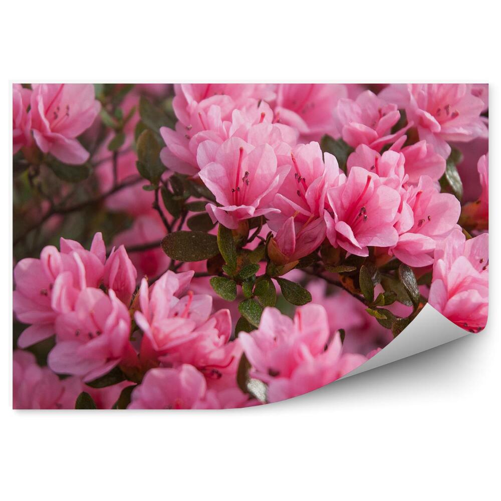 Papier peint Azalées roses en fleurs