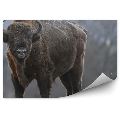Papier peint Bison Européen Dans Une Prairie Gelée