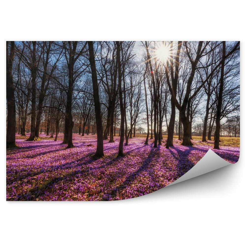 Papier peint Forêt De Fougères Soleil