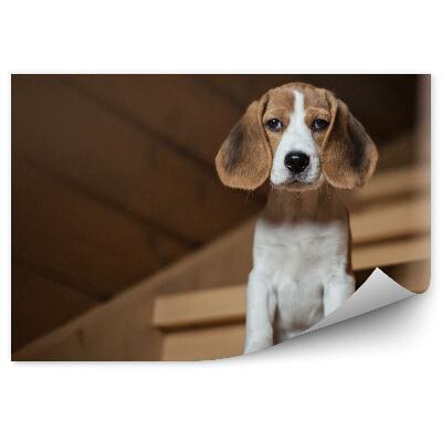 Papier peint Adorable Chiot Beagle Escalier Maison