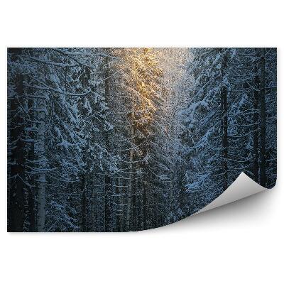 Papier peint Forêt De Pins D'hiver