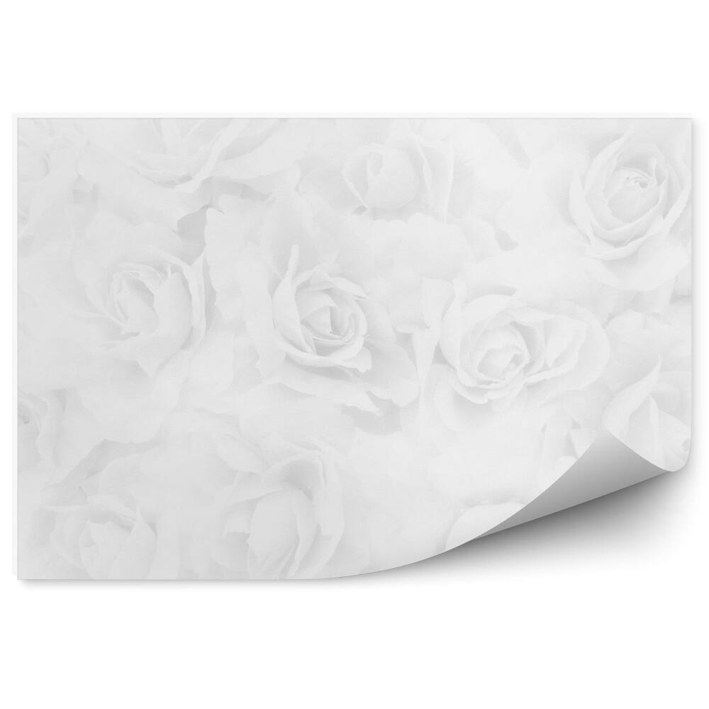 Papier peint Fond de roses blanches