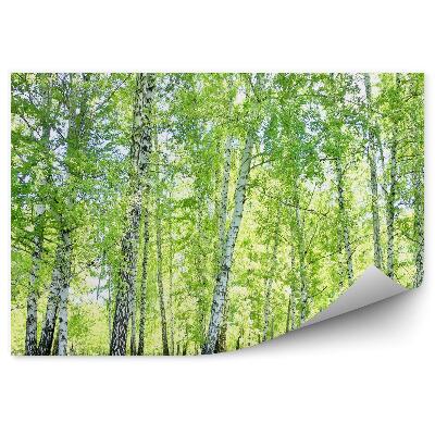 Papier peint Forêt De Bouleaux Herbe