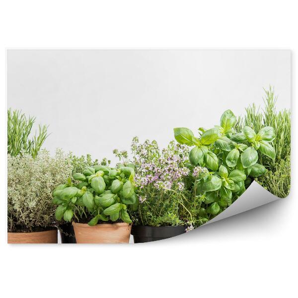 Tapisserie panoramique Table en bois avec herbes fraîches en pot vertes