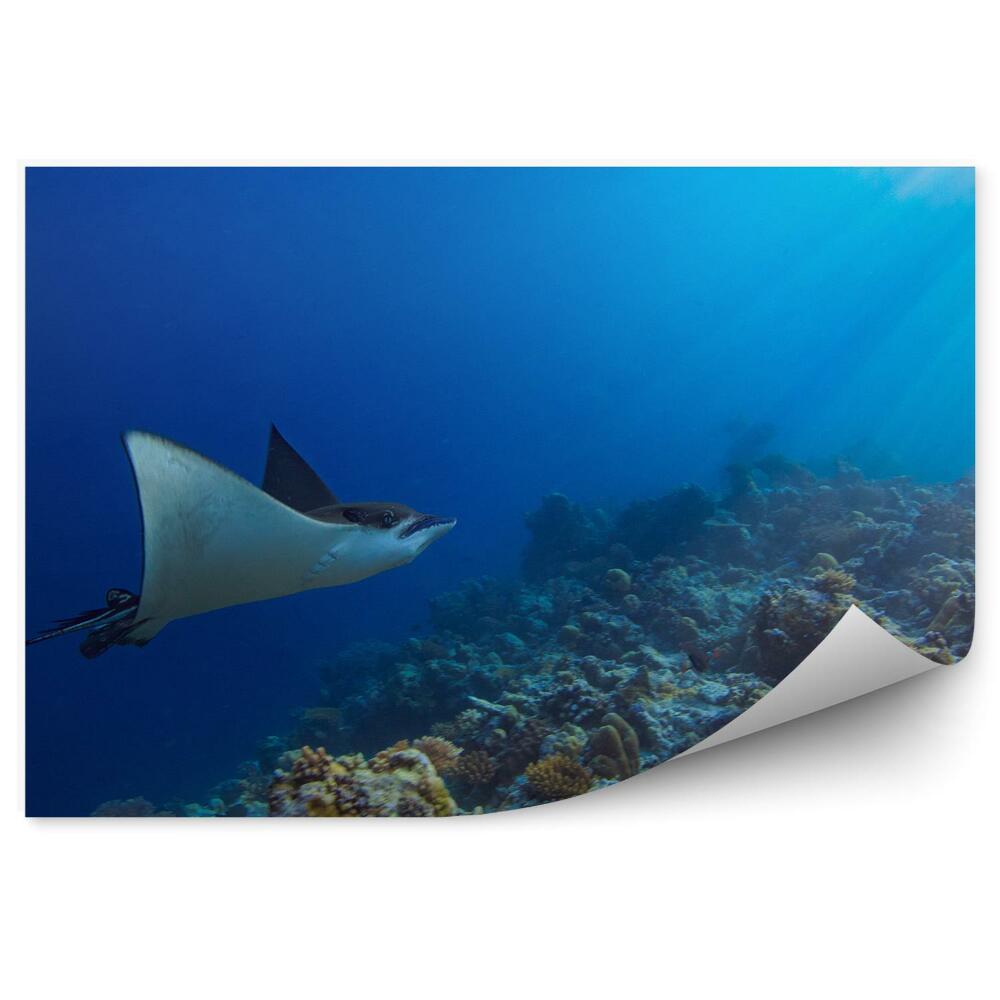 Papier peint Récif Corallien Sous-Marin Raies Pastenagues Océan Indien