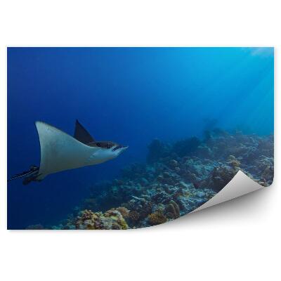 Papier peint Récif Corallien Sous-Marin Raies Pastenagues Océan Indien