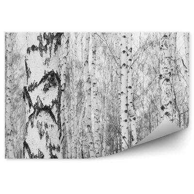 Papier peint Forêt De Bouleaux Noir Et Blanc