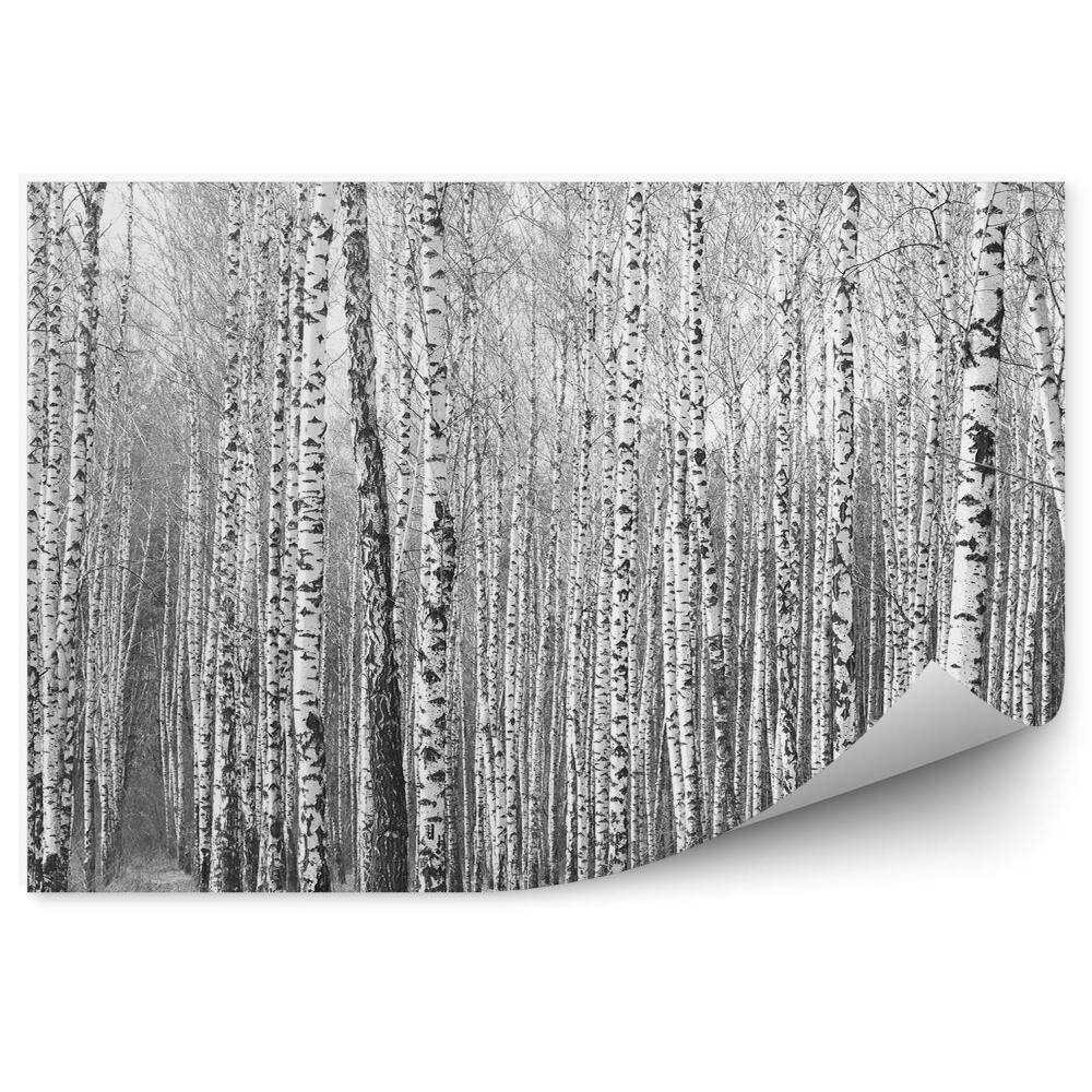 Papier peint Forêt De Bouleaux Noirs Et Blancs
