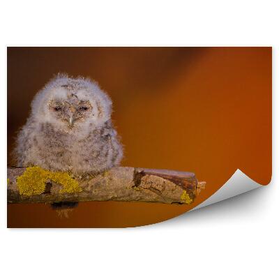 Papier peint Poussin De Chouette Hulotte Sur Une Branche