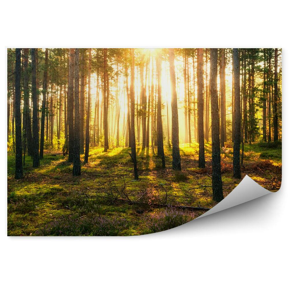 Papier peint Buissons De La Forêt Verte Soleil