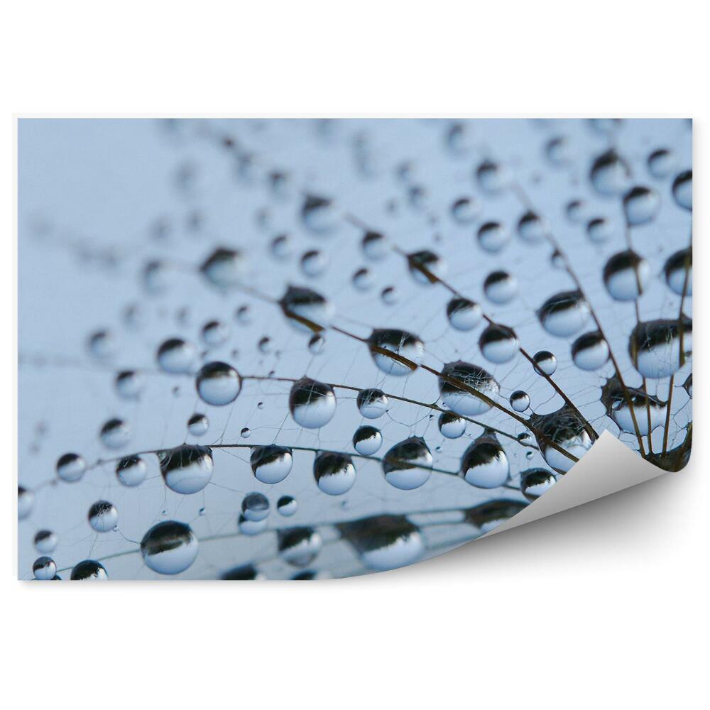 Papier peint Gouttes de rosée