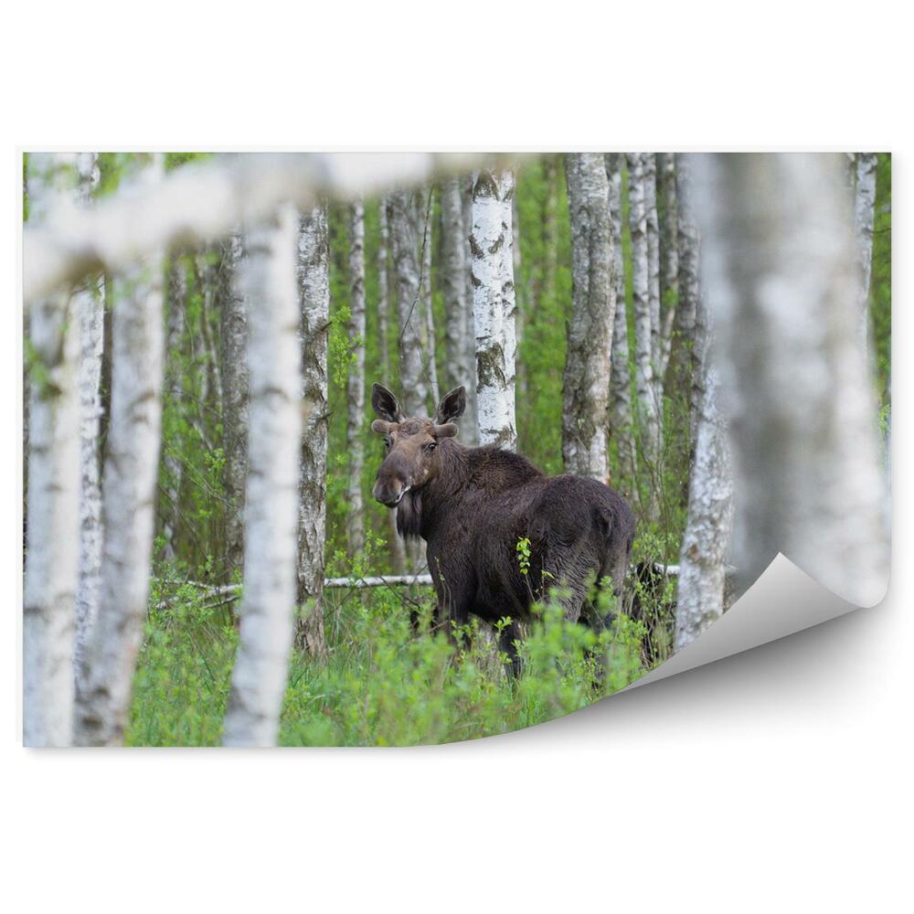 Papier peint Forêt De Bouleaux, Herbe
