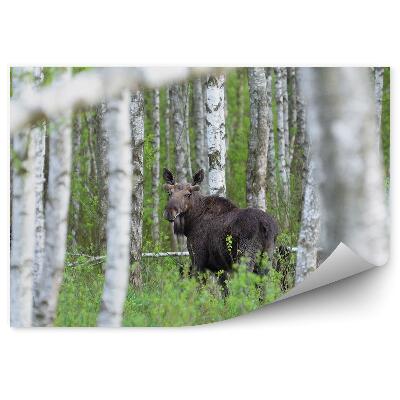 Papier peint Forêt De Bouleaux, Herbe
