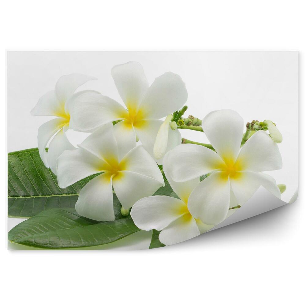 Papier peint Fleurs tropicales plumeria fond blanc