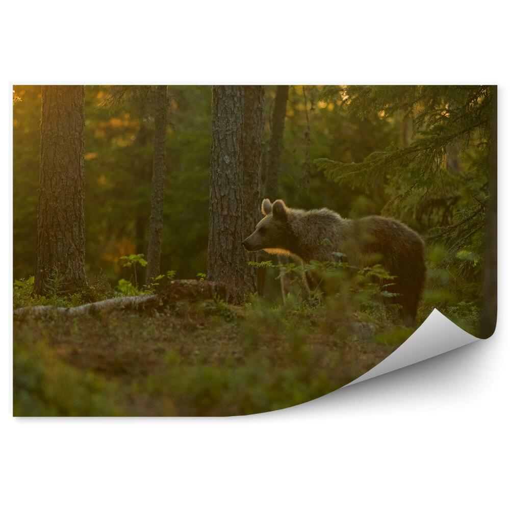 Papier peint Ours Dans La Forêt