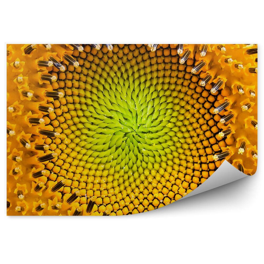 Papier peint Tournesol design