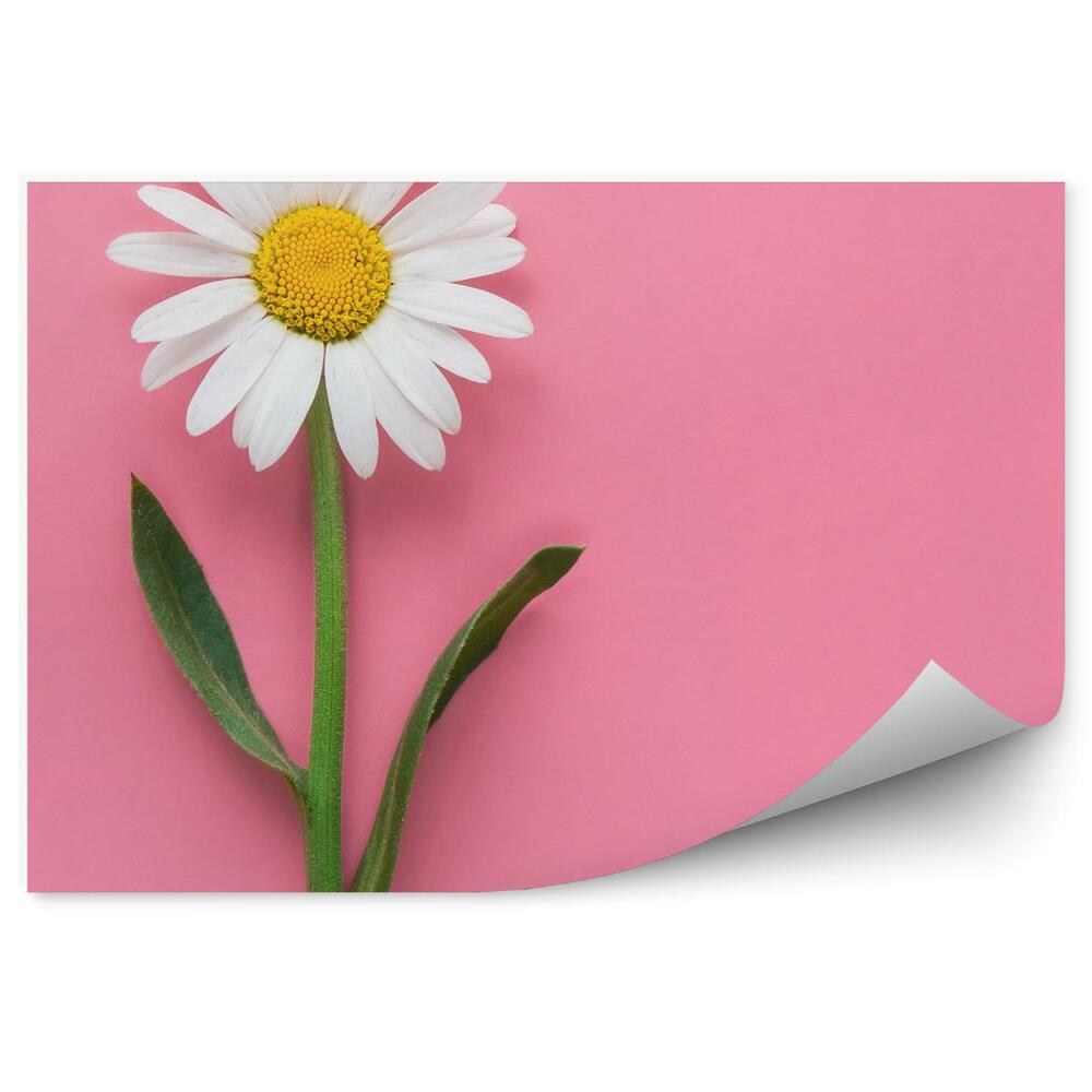 Papier peint Fleur de camomille fond rose