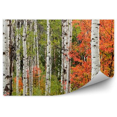 Papier peint Paysage d'automne dans une forêt de feuillus