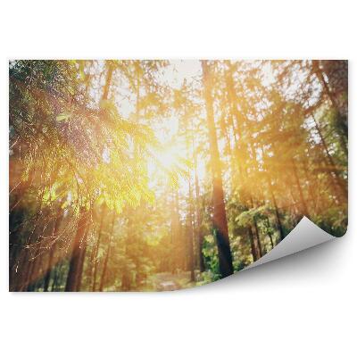 Papier peint Forêt De Pins D'hiver