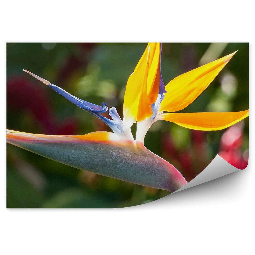 Papier peint Géranium Royal Belle Fleur Exotique