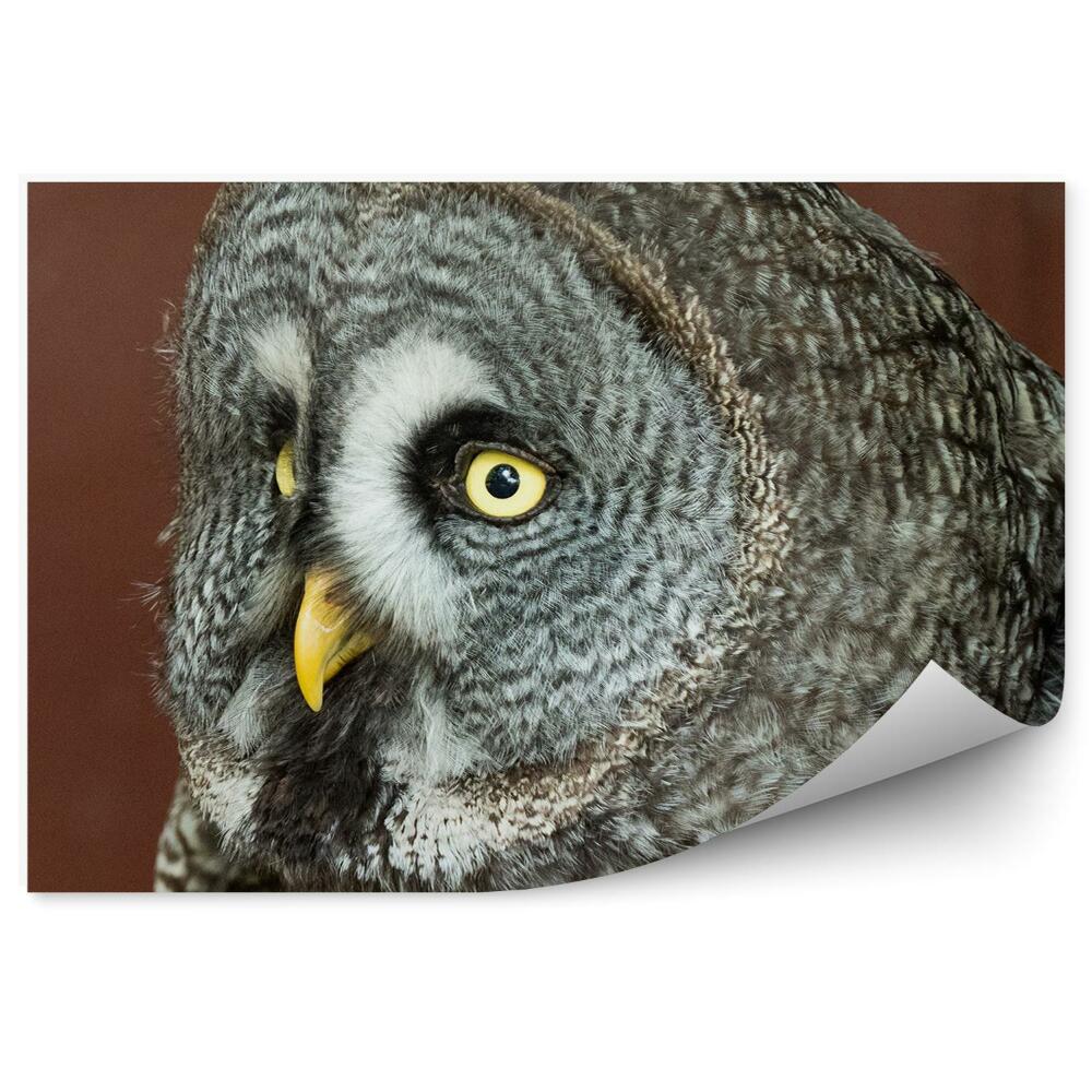 Papier peint Chouette Grise Vue De Près
