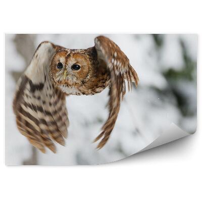 Papier peint Chouette En Vol Sur Fond De Neige