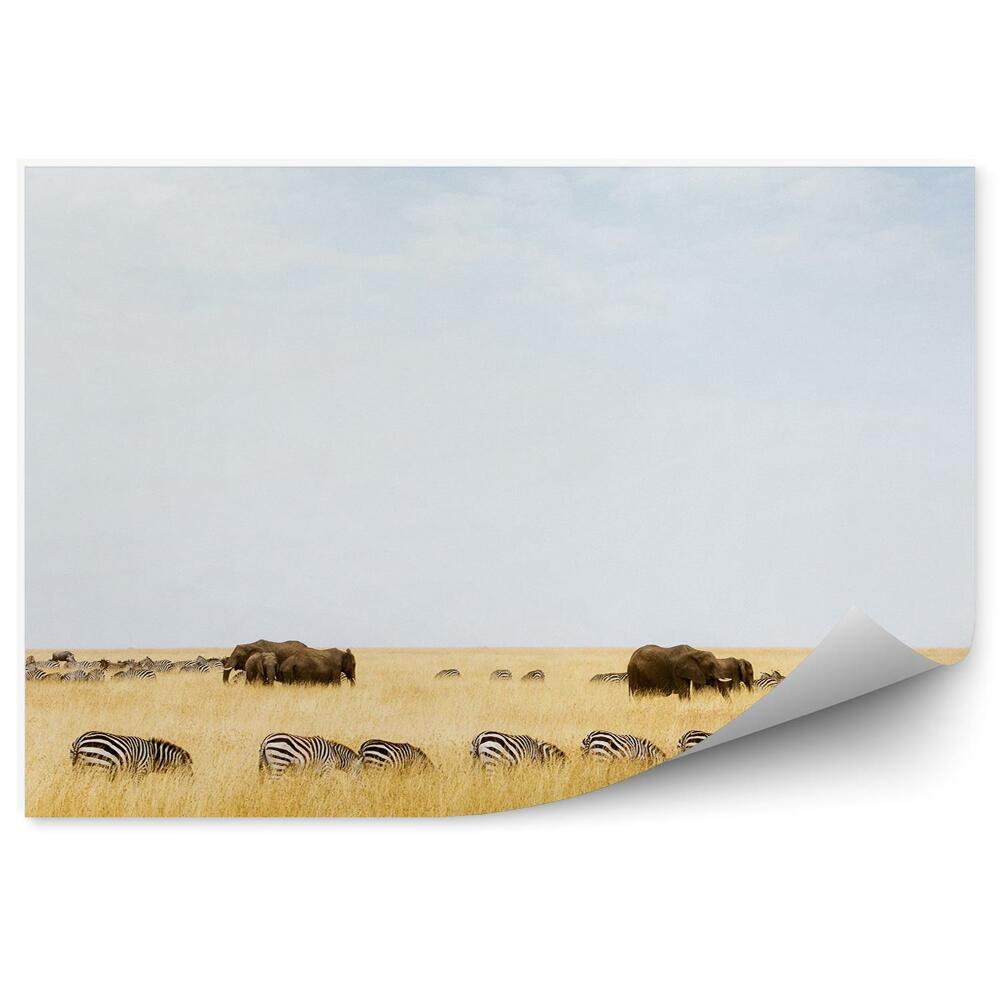 Papier peint Zèbres Éléphant Arbre Herbe Savane Ciel Nuages