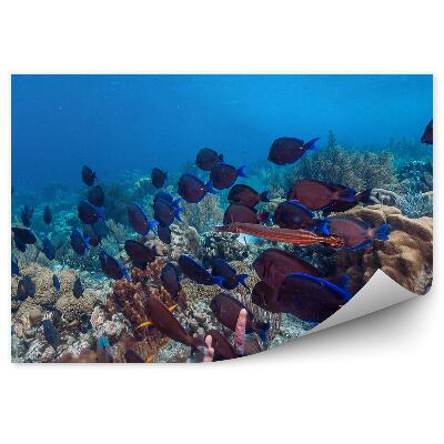 Papier peint Barrière de corail Poisson Shoal Monde sous-marin