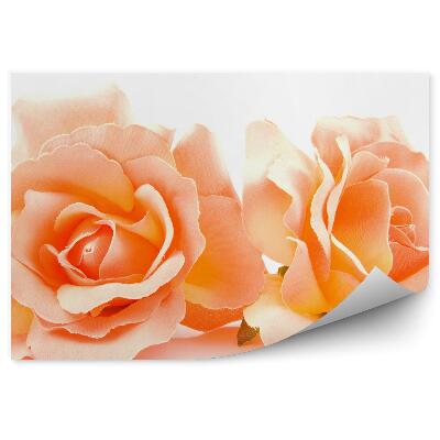 Papier peint Roses orange fond blanc