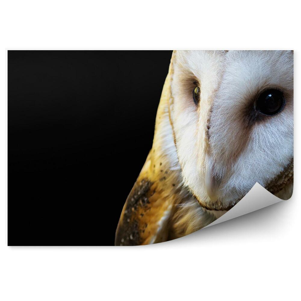 Papier peint Chouette Effraie Sur Fond Noir