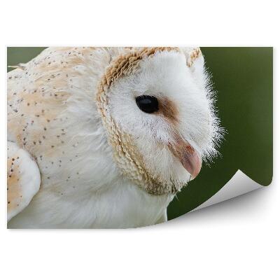 Papier peint Chouette Effraie Sur Fond Naturel