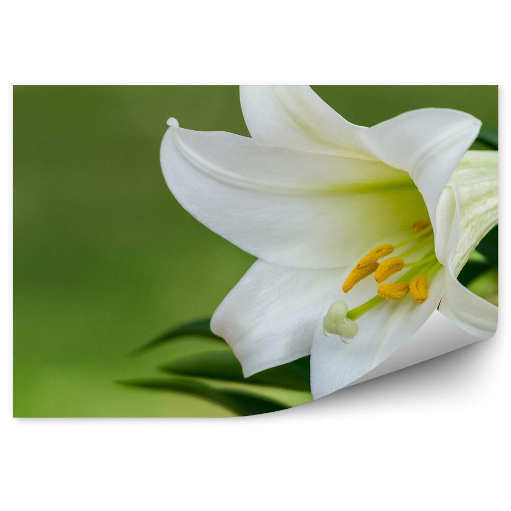 Papier peint Lys blanc fond vert