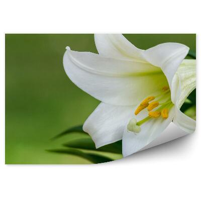 Papier peint Lys blanc fond vert