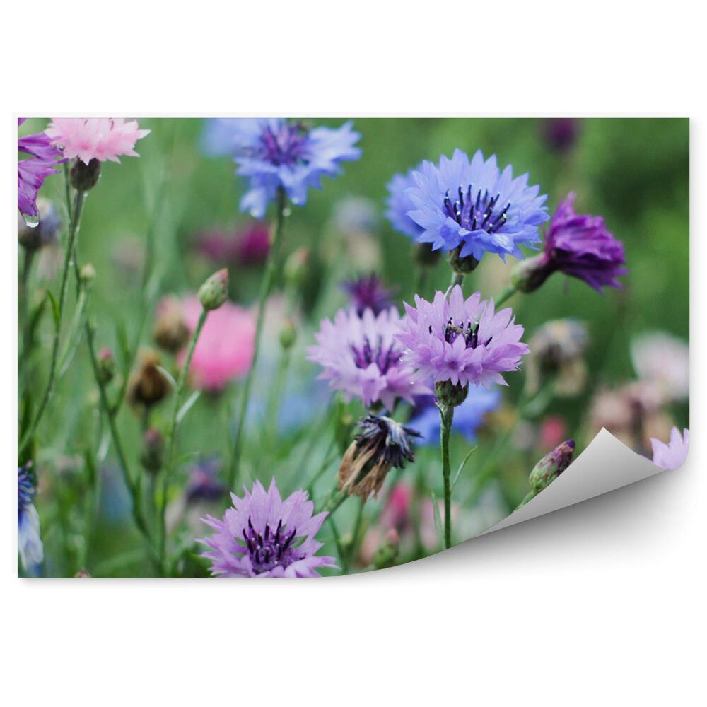 Papier peint Bleuet des prés fleurs vertes