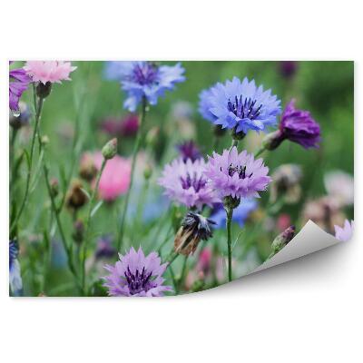 Papier peint Bleuet des prés fleurs vertes