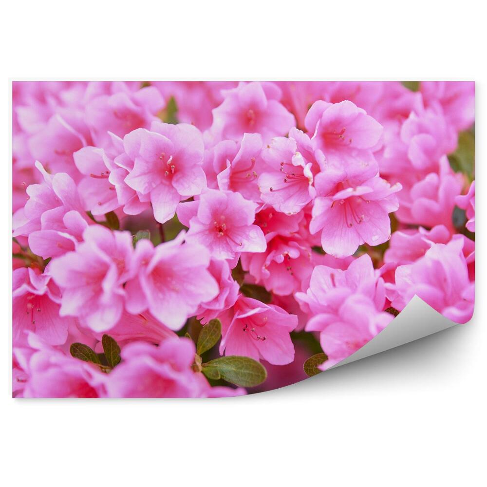 Papier peint Fleurs d'azalée de près