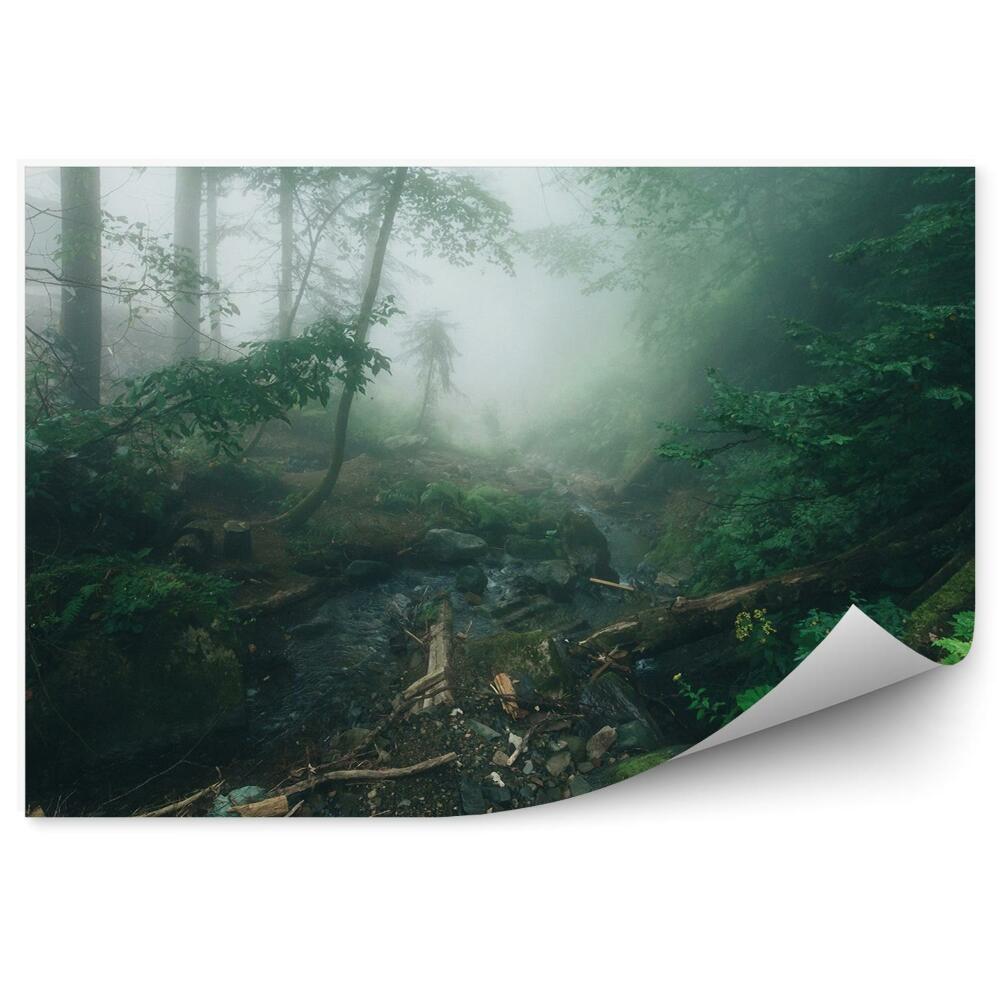 Papier peint Forêt De Pins Brumeuse