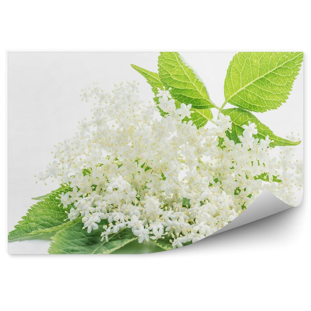 Papier peint Fleur de lilas